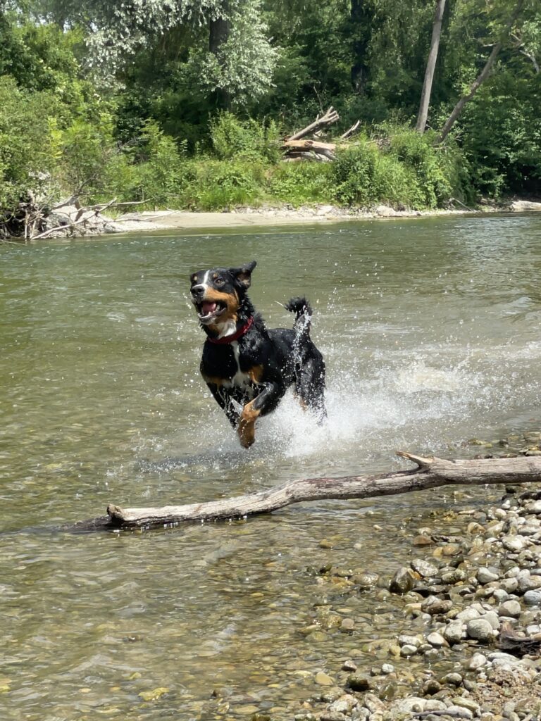 Abkühlung im Wasser