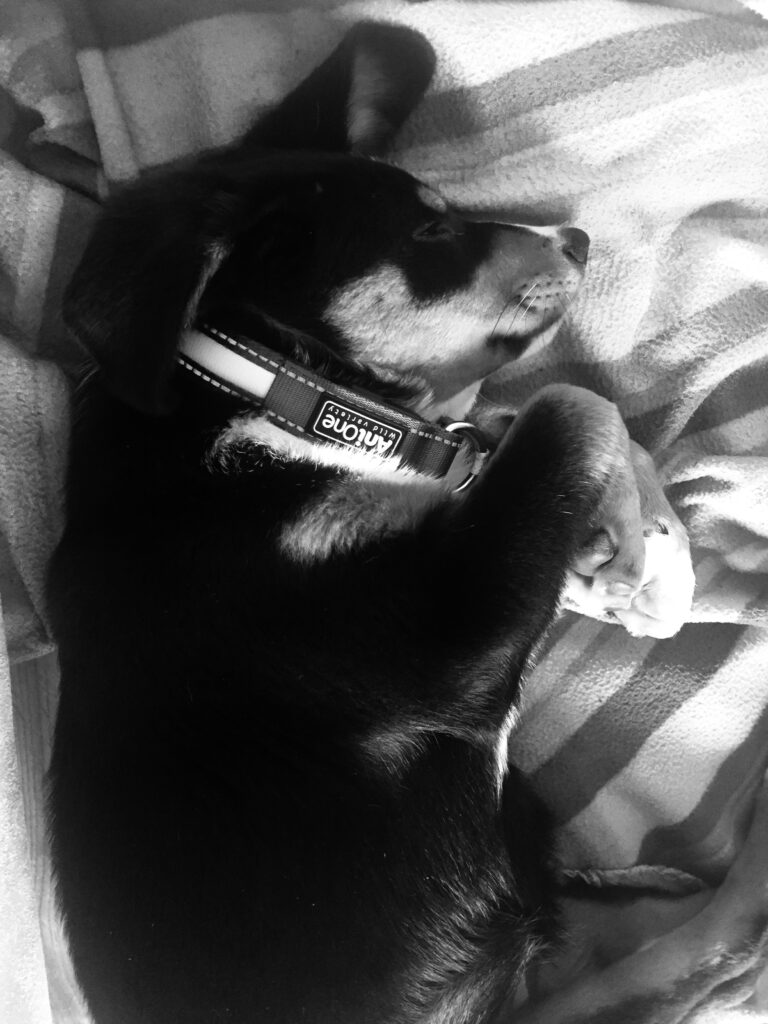 kleiner flauschiger Freund